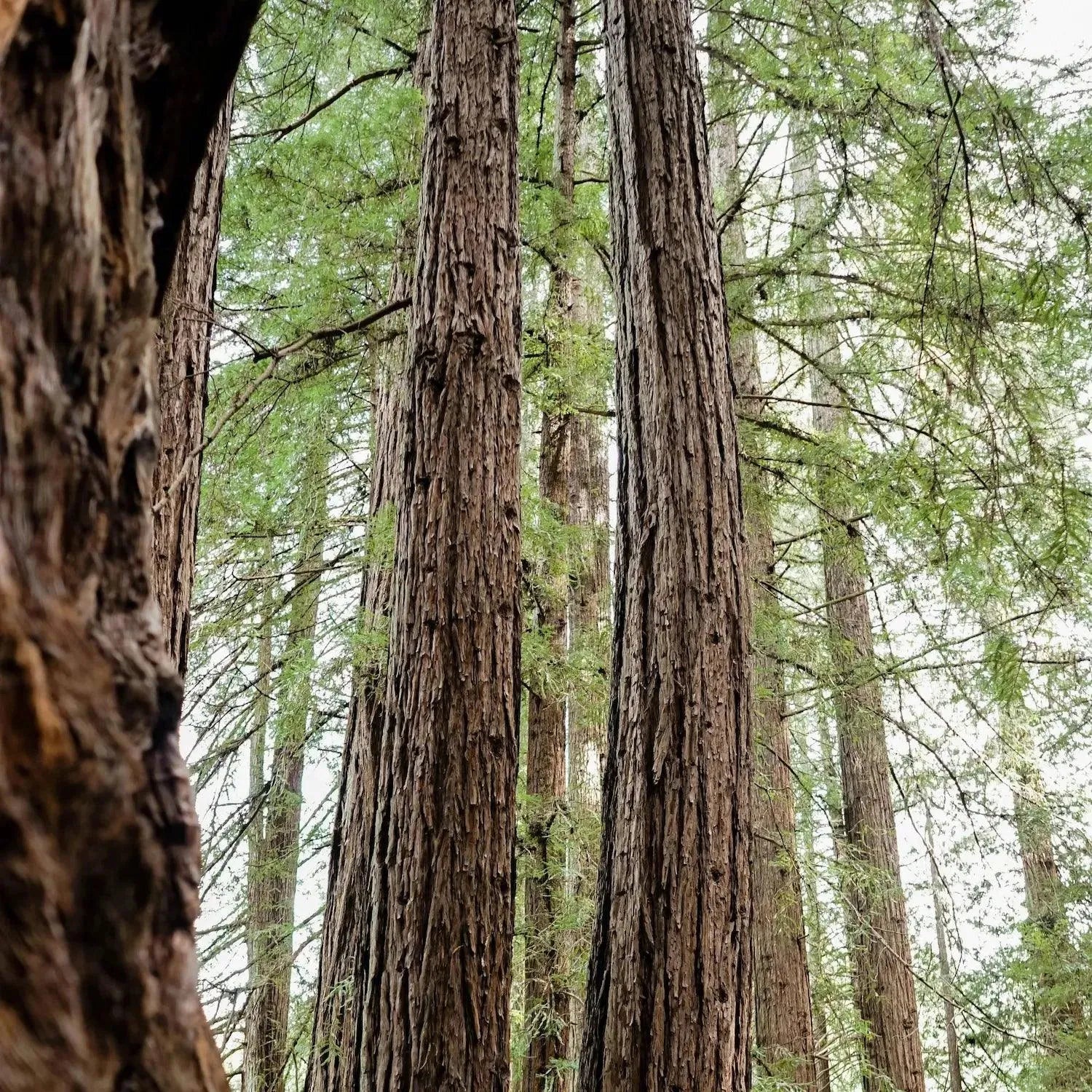 Pozłacany naszyjnik z prawdziwymi liśćmi sekwoi