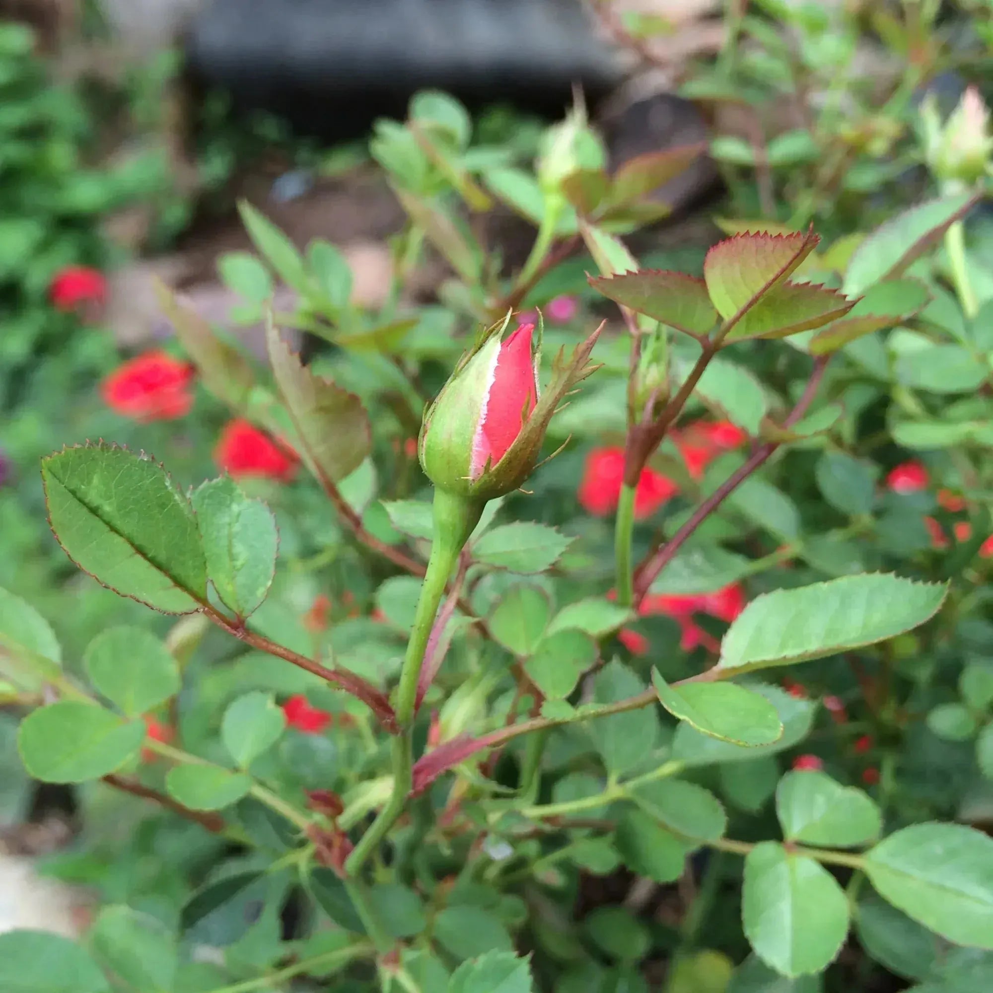 Pulseira de rosa em miniatura de prata esterlina com botão de rosa real | Presente de Dia dos Namorados