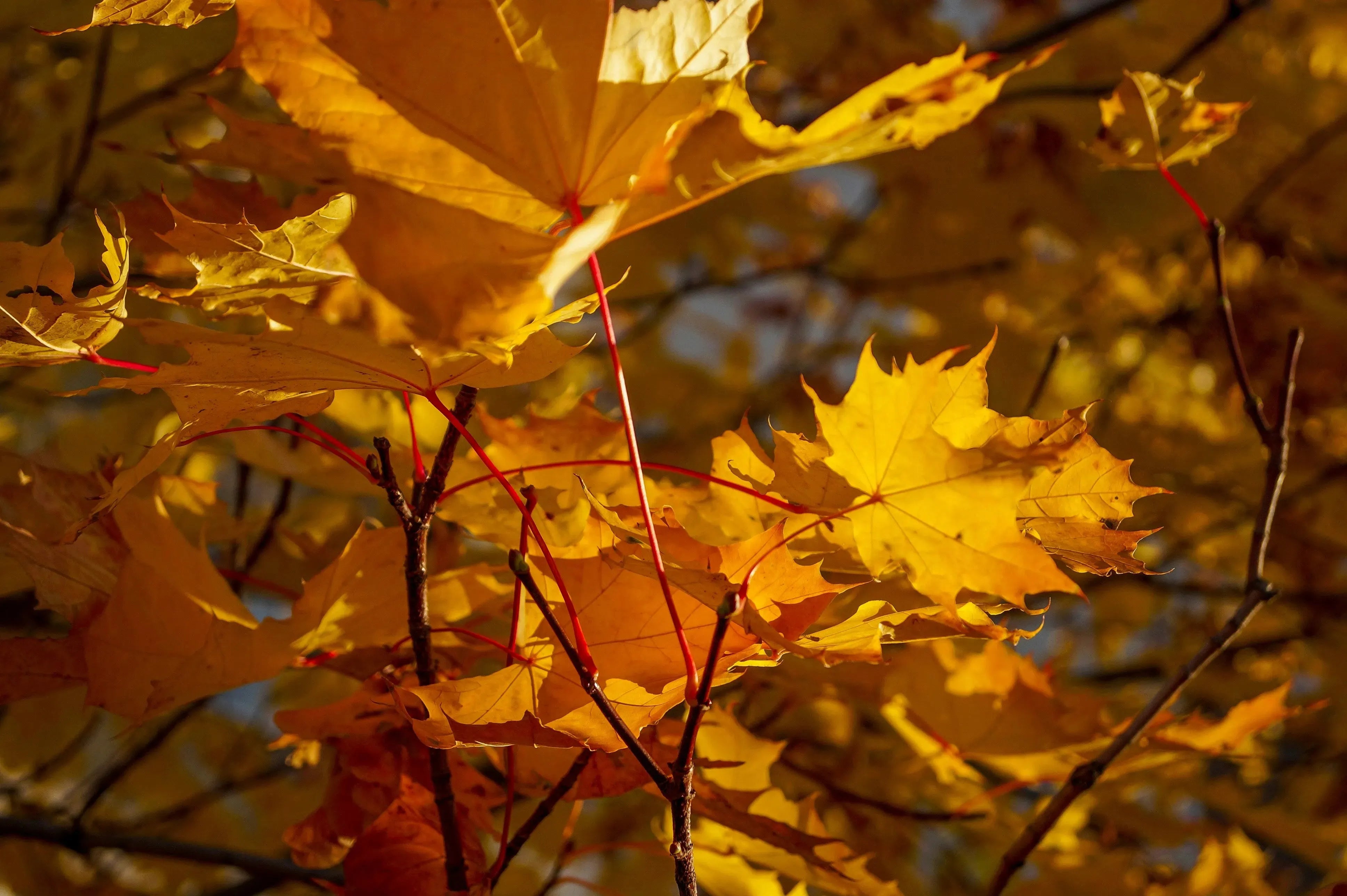 Gold-Plated Real Canadian Maple Leaf Earrings - Handmade Nature Jewelry