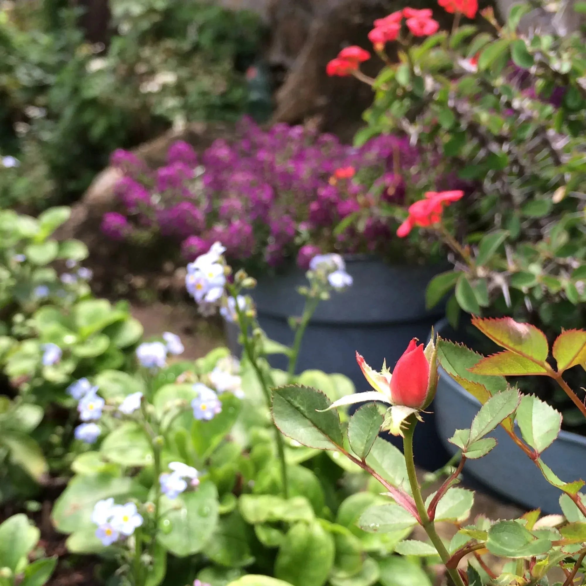 Malý kulatý přívěsek s pravými květy euforbie – stříbro