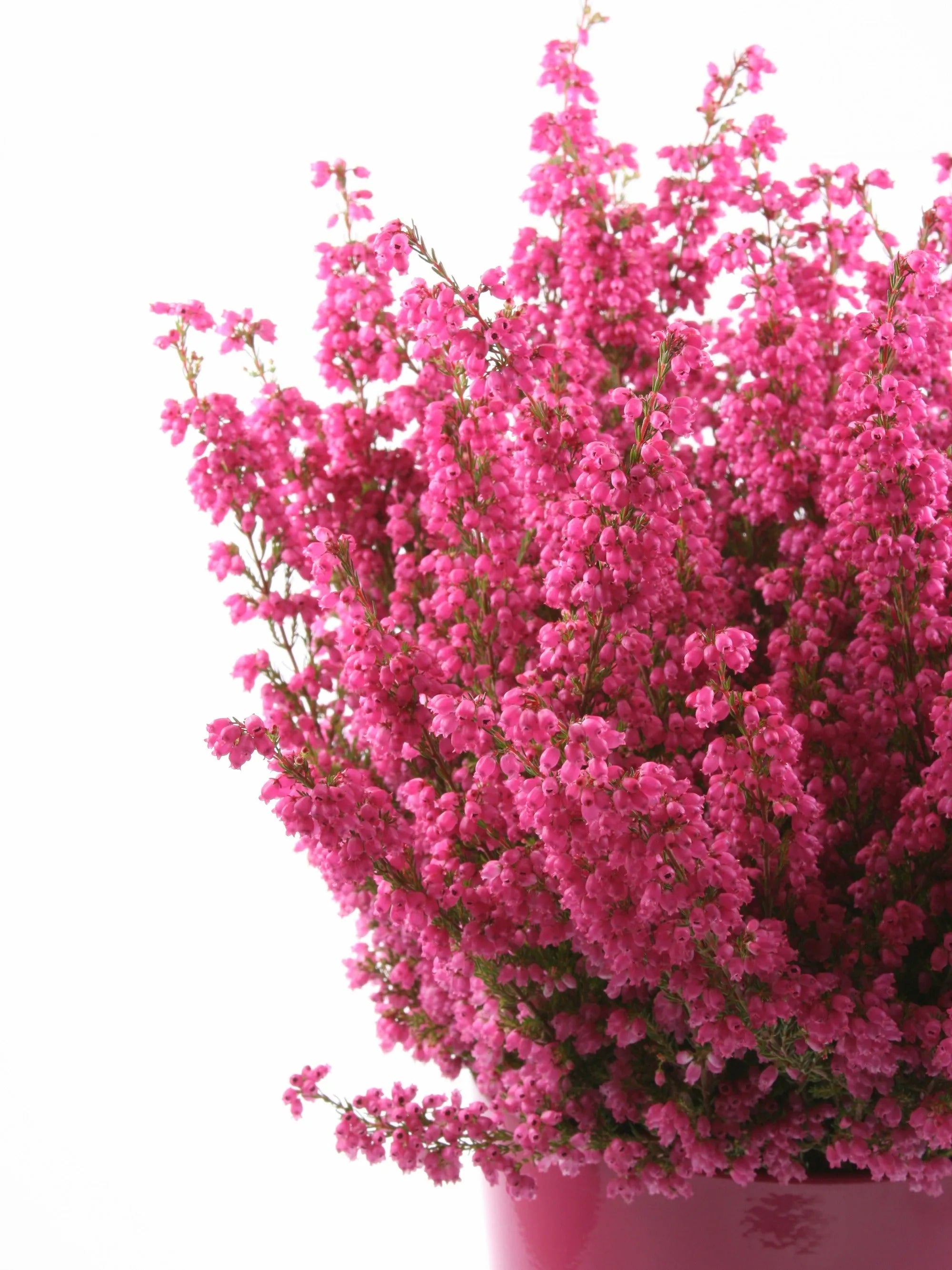 Medium druppelvormige Heather Sterling Zilveren Ketting - Handgemaakte Bloemenpracht