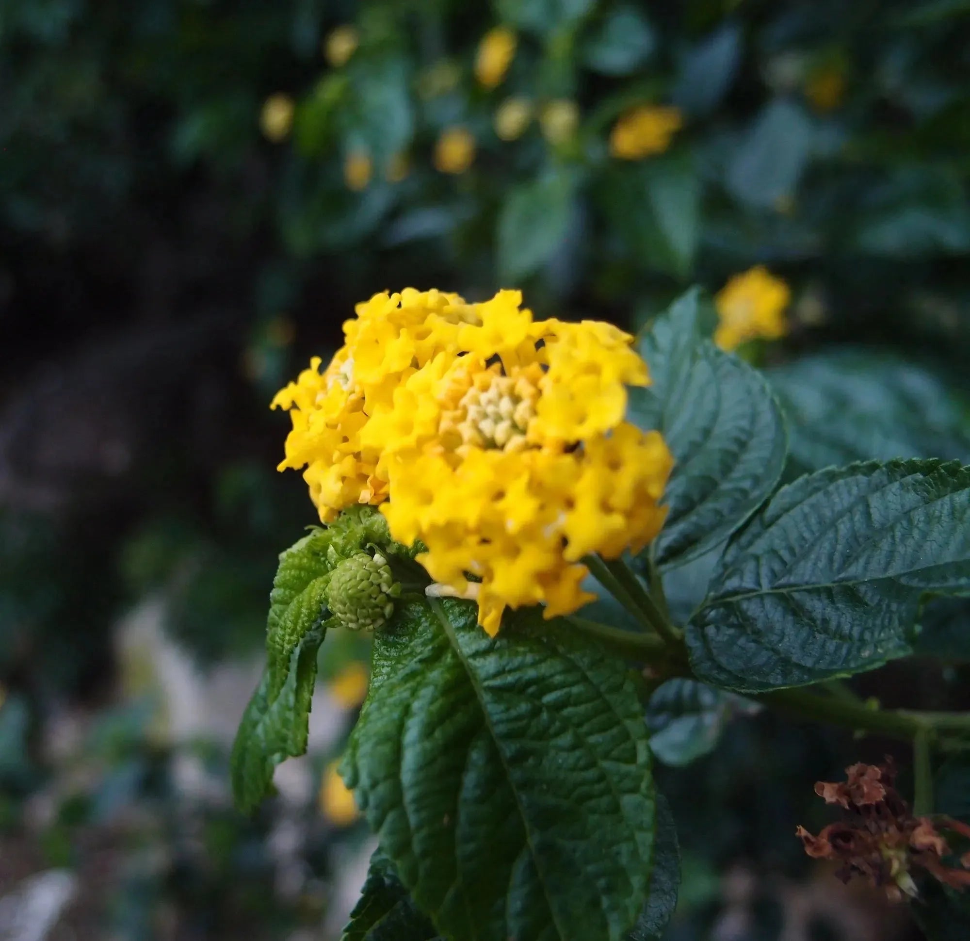 纯银项链，饰有真花。圆形环绕混合花吊坠