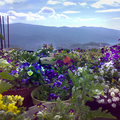 Joias de flores da Shrieking Violet Pulseira de corrente de prata esterlina com flores reais - Coração