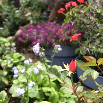 Purple Haze-barspeld met echte bloemen in hars – Shrieking Violet®