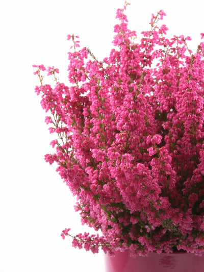 Sterling Silver Hummingbird Necklace with Real Heather Flowers