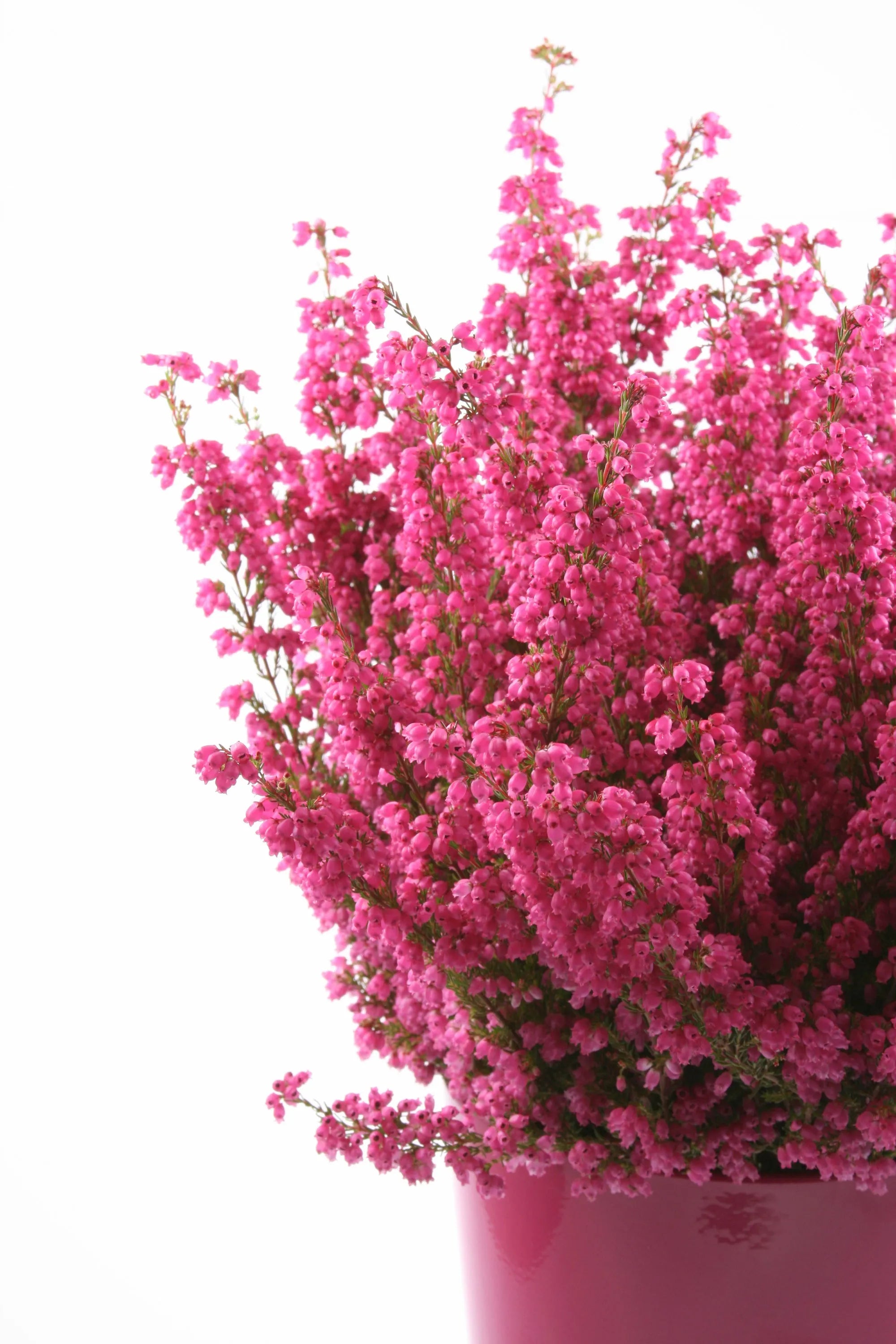 手作りの小さなハート ヘザー スターリングシルバー ネックレス - 本物の花
