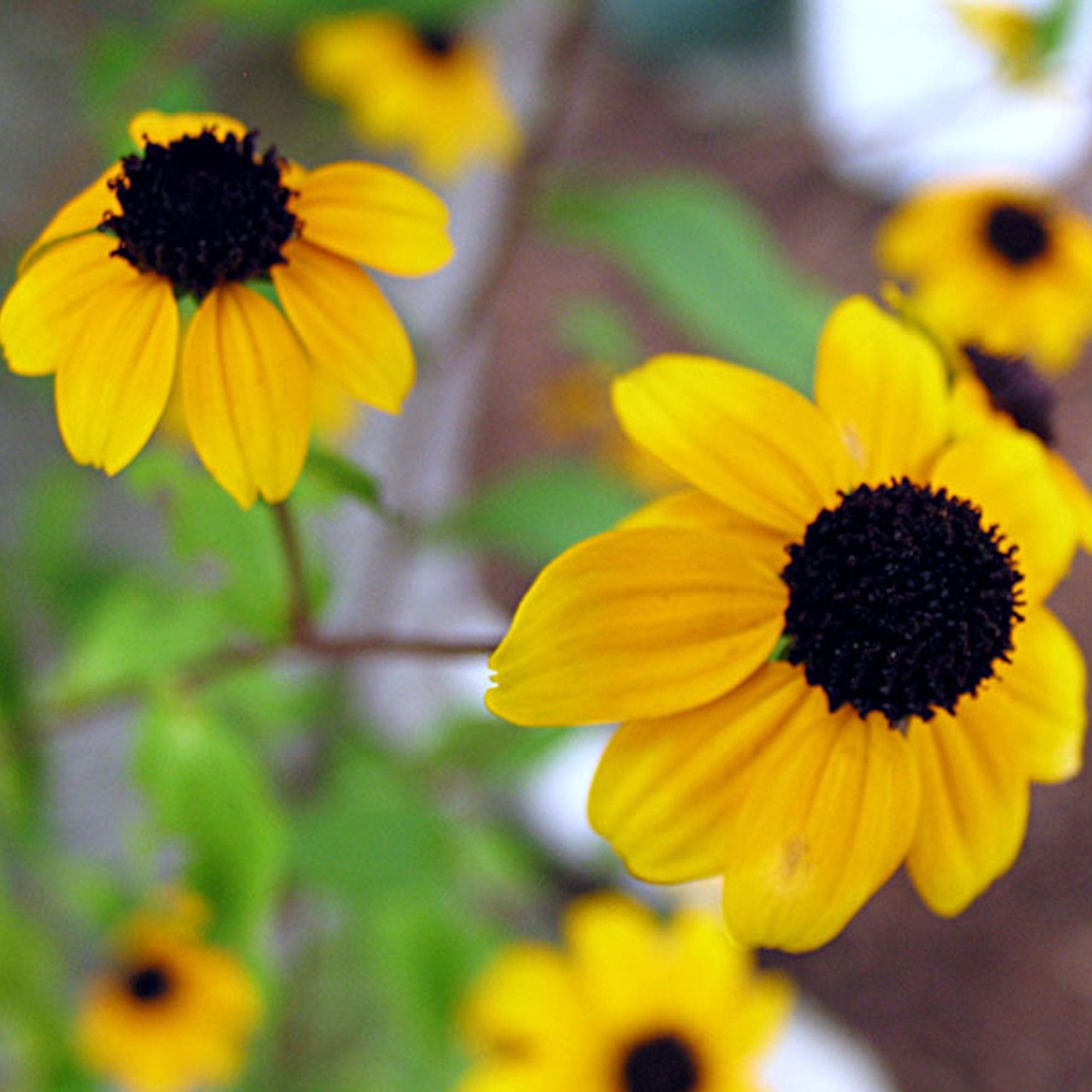 Sunflower Pendant Necklace Round Sterling Silver Surround