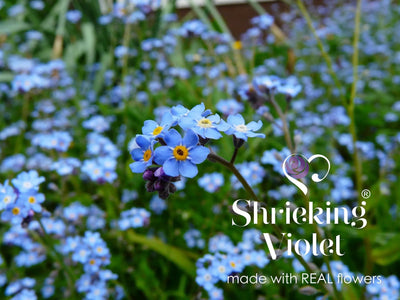 Flower jewellery by Shrieking Violet® Gold-plated sterling silver teardrop earrings with real forget me not flowers. Ideal gift for mum or nan