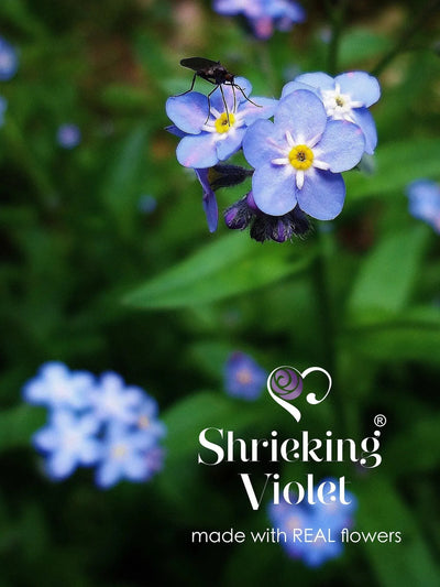 Flower jewellery by Shrieking Violet® Gold-plated sterling silver teardrop earrings with real forget me not flowers. Ideal gift for mum or nan